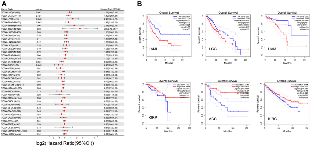 MVP expression is closely related to the prognosis of cancers. (A) Univariate Cox regression analysis using data obtained from the TCGA database to investigate the relationship between MVP expression levels and OS in different cancer types. (B) Kaplan-Meier curve of cumulative survival difference between TCGA cancer cohorts with high expression levels and low expression levels MVP. Only TCGA cancers with statistically significant differences between cohorts are presented.