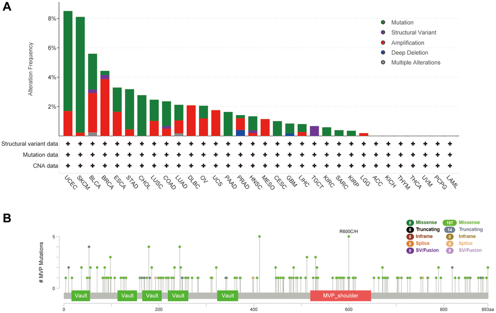 Mutational characteristics of MVPs in various tumors. The mutational profile of MVPs in tumors was analyzed utilizing the cBioPortal tool, the frequency of mutation types (A) and mutation sites (B) is presented.