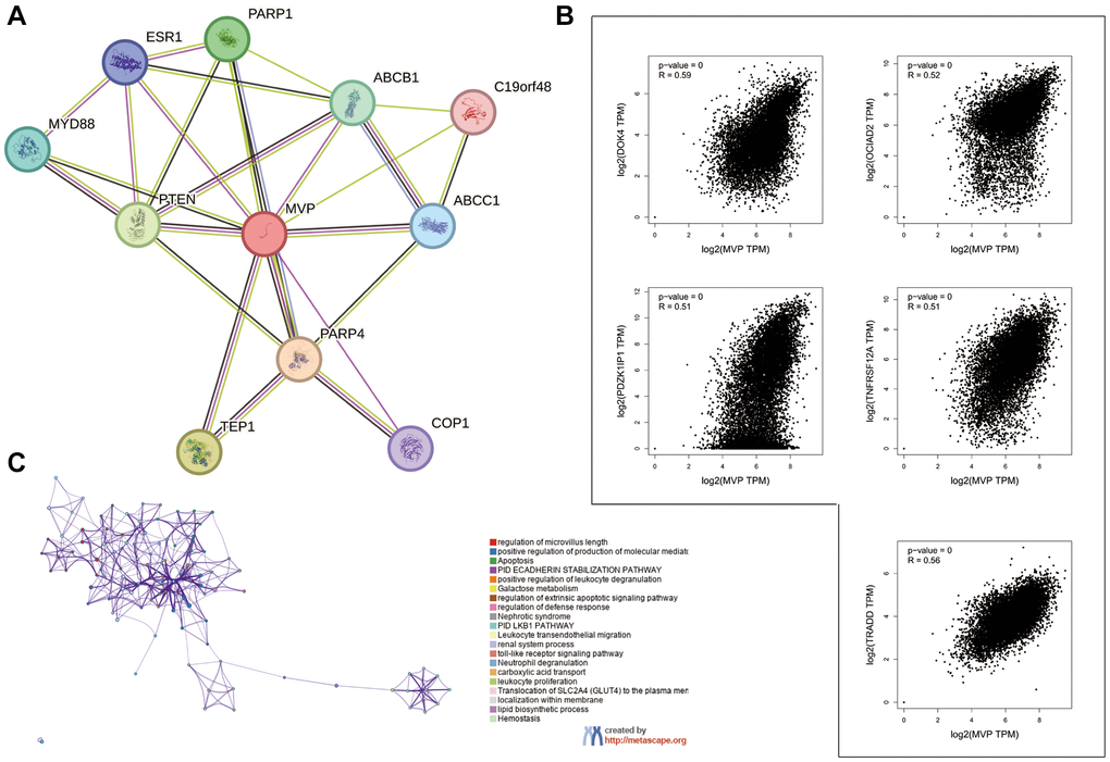 Enrichment analysis of MVP-related genes in pan-cancers. (A) MVP-binding proteins were identified using the STRING tool. (B) The top 5 genes associated with MVP in the TCGA project were obtained using the GEPIA2, and their expression correlation with MVP was analyzed. (C) Enriched terms with a similarity greater than 0.3 are depicted by connecting edges.