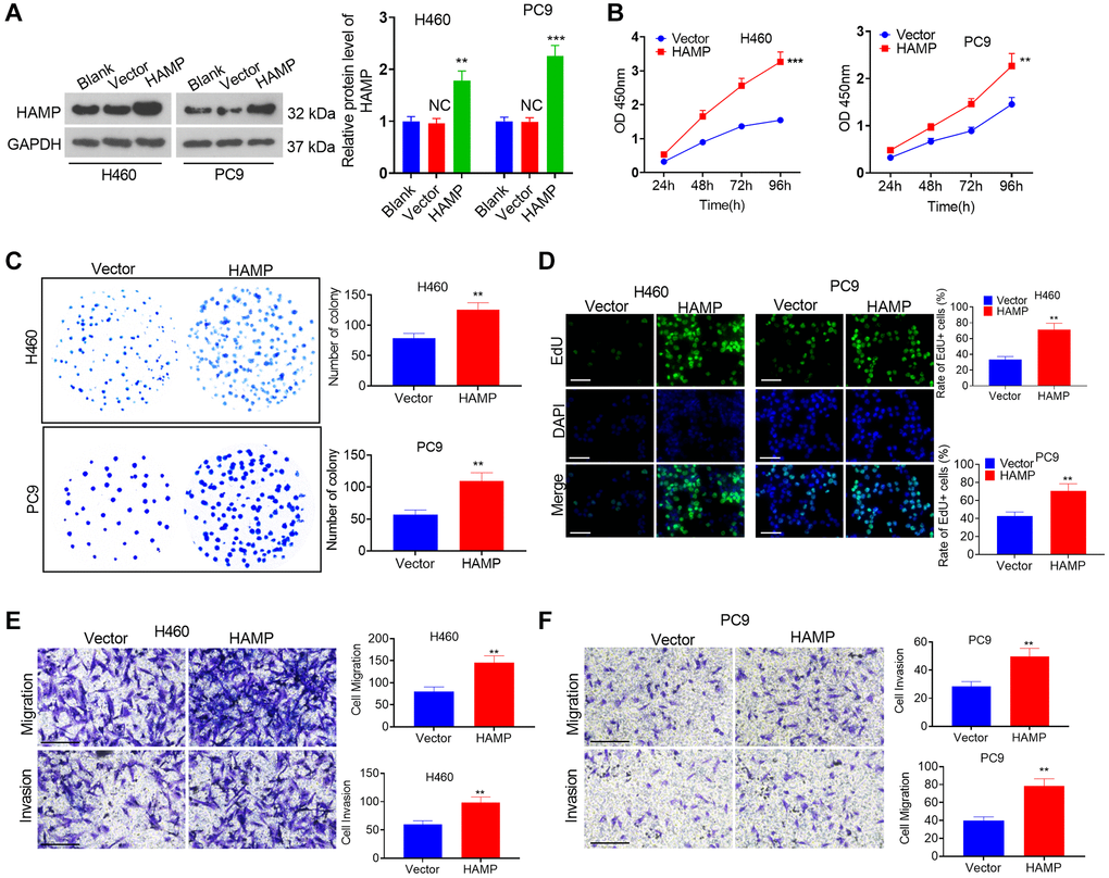The influence of HAMP upregulation on NSCLC cell proliferation and invasion. (A) A cellular model for HAMP overexpression was developed in H460 and PC9 cells, and western blot analysis was carried out to evaluate HAMP protein levels. (B) Cell proliferation was assessed using a CCK-8 assay. (C) The ability of cells to form colonies was evaluated through a cell colony formation assay. (D) Cell proliferation was examined using an EdU staining assay. The scale bar is 50 μm. (E, F) Transwell assays were employed to evaluate the migratory and invasive properties of H460 and PC9 cells. Scale bar = 200 μm. NS P > 0.05 vs. blank, **P ***P n = 3.