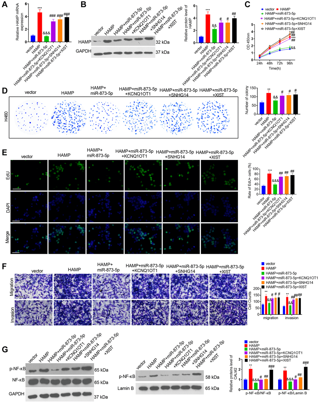 The effects of the KCNQ1OT1/SNHG14/XIST-miR-873-5p-HAMP axis on H460 cell proliferation, invasion and migration. The miR-873-5p mimics and the HAMP, KCNQ1OT1, SNHG14, and XIST overexpression plasmids were transfected into H460 cells. (A, B) The HAMP profile was evaluated using RT-PCR and western blot analyses. (C) Cell proliferation was assessed via a CCK-8 assay. (D) The ability of cells to form colonies was evaluated through a cell colony formation assay. (E) Cell proliferation was examined via an EdU staining assay. The scale bar is 50 μm. (F) Transwell assays revealed the migratory and invasive traits of H460 and PC9 cells. The scale bar is 200 μm. (G) p-NF-κB p65 protein levels in whole cells and in the nucleus were assessed through western blot analysis. **P ***P &&P &&&P #, ##, and ### indicate P P P n = 3.