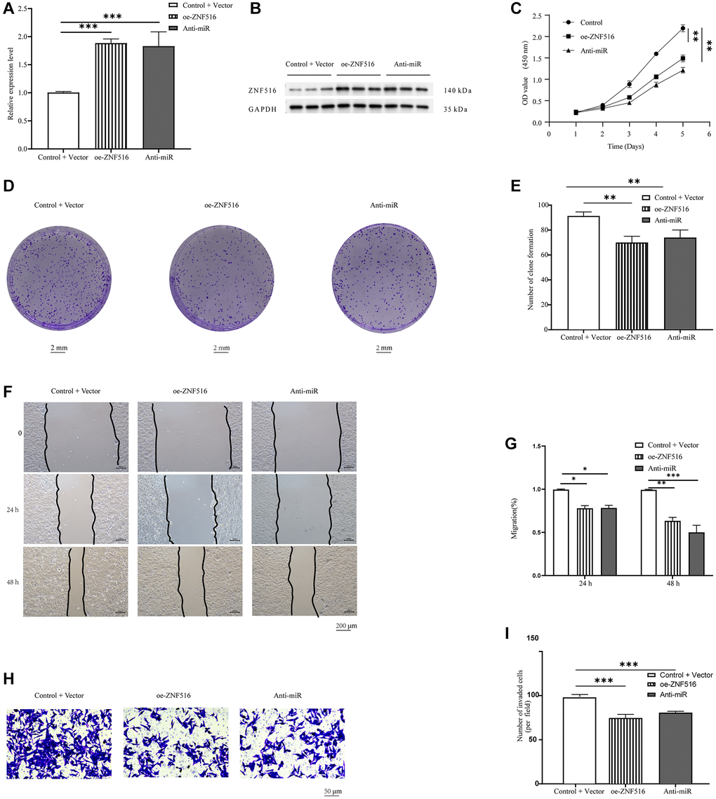 In vitro, ZNF516 inhibits trophoblast migration, invasion, and viability. (A) RT-qPCR was used to measure how much ZNF516 was expressed in HTR8/SVneo cells after they were treated with oe-ZNF516 and anti-miR. (B) Western blotting was used to measure the level of ZNF516 in HTR-8/SVneo cells that had been treated with oe-ZNF516 and anti-miR-371-5p. (C) ZNF516 reduced the viability of HTR48/SVneo cells. The vitality of HTR 8/SVneo cells was assessed using CCK-8 assays after transfecting them with oe-ZNF516, anti-miR, or empty vectors for durations of 1, 2, 3, 4, or 5 days. (D) The proliferation potential of HTR8/SVneo cells was evaluated through the use of a colony formation test. The growth of HTR8/SVneo cell colonies was reduced by ZNF516 (scale bar = 2 mm). (E) Colonies were quantified using ImageJ software. (F, G) We used wound healing experiments to look at how overexpressing ZNF516 affected the ability of HTR48/SVneo cells to move. HTR48/SVneo cells transfected with oe-ZNF516, anti-miR, or empty vectors were seeded in six-well plates 48 hours posttransfection. Images were captured at 0, 24, and 48 hours. Scratched wound boundaries are marked by black lines (scale bar = 200 μm). (H, I) HTR8/SVneo cell migration and invasion were measured using Transwell assays (scale bar = 50 μm). N = 3; all results are presented as means ± SEMs. *P **P ***P 