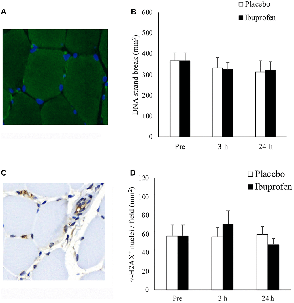 Effect of ibuprofen on DNA strand break and DNA repair (γ-H2AX+ foci) in human skeletal muscle after HIIE. DNA strand break in nuclei (blue) is visualized by TUNEL immunofluorescence stains (green light) (A). DNA strand break at 3 h and 24 h after HIIE was comparable to pre-exercise baseline during both placebo and ibuprofen trials (B). γ-H2AX+ foci, shown in representative immunohistochemical stains (brown precipitate), are located in both myonuclei and the nuclei outside myofibers (C). γ-H2AX+ nuclei at 3 h and 24 h after HIIE was similar to pre-exercise baseline during both placebo and ibuprofen trials (D). Abbreviations: HIIE: high intensity interval exercise; TUNEL: terminal deoxynucleotidyl transferase dUTP nick end labeling.