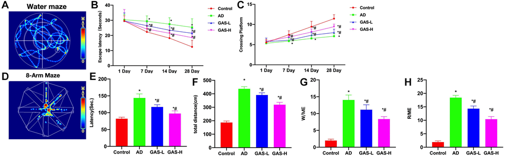 GAS ameliorated the AD mice behaviors. (A–C) Morris (n = 10), AD mice exhibited longer escape latency and more platform crossings compared to the Control, while GAS could dose-dependently shorten the escape latency of mice and increase their number of platform crossings. (D–H) Eight-arm maze (n = 10), GAS could shorten the latency, movement distance and open-arms time, showing significant differences from the AD group. *P #P 