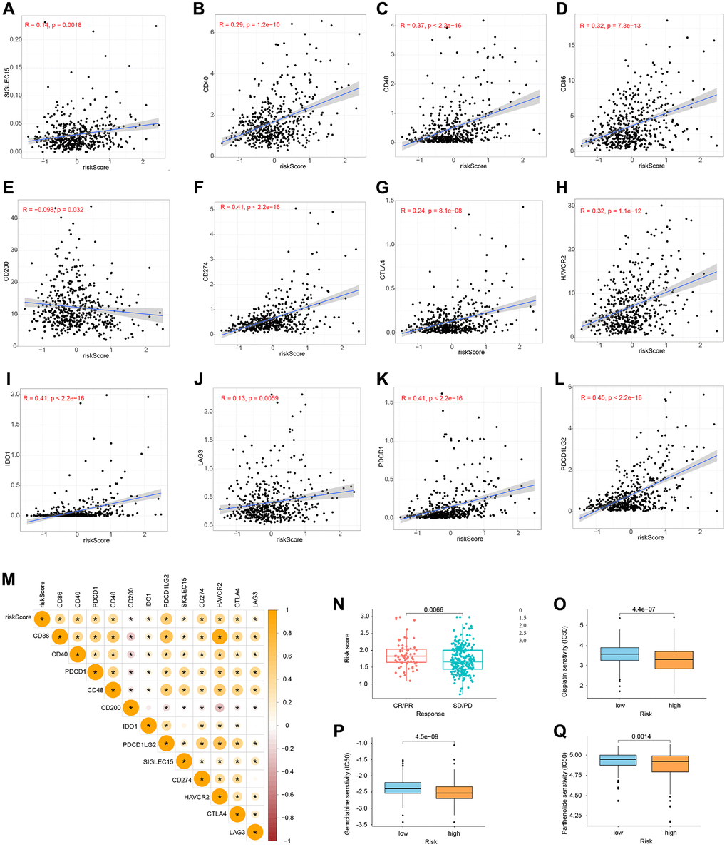 Immune checkpoints and chemotherapy sensitivity. (A–M) Relationship between risk model and immunological checkpoints. (N) Immunotherapy response and risk score. (O–Q) Chemotherapy sensitivity and risk score.