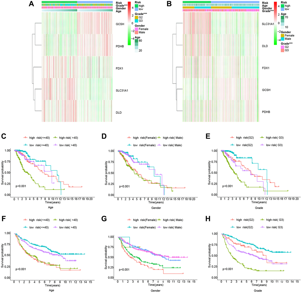 Clinically relevant heatmaps and survival analysis of subtypes of clinical features. (A) Clinical relevance heatmap for the TCGA cohort. (B) Clinical relevance heatmap for the CGGA cohort. (C–E) The TCGA cohort's survival analysis. (F–H) The CGGA cohort’s survival analysis.