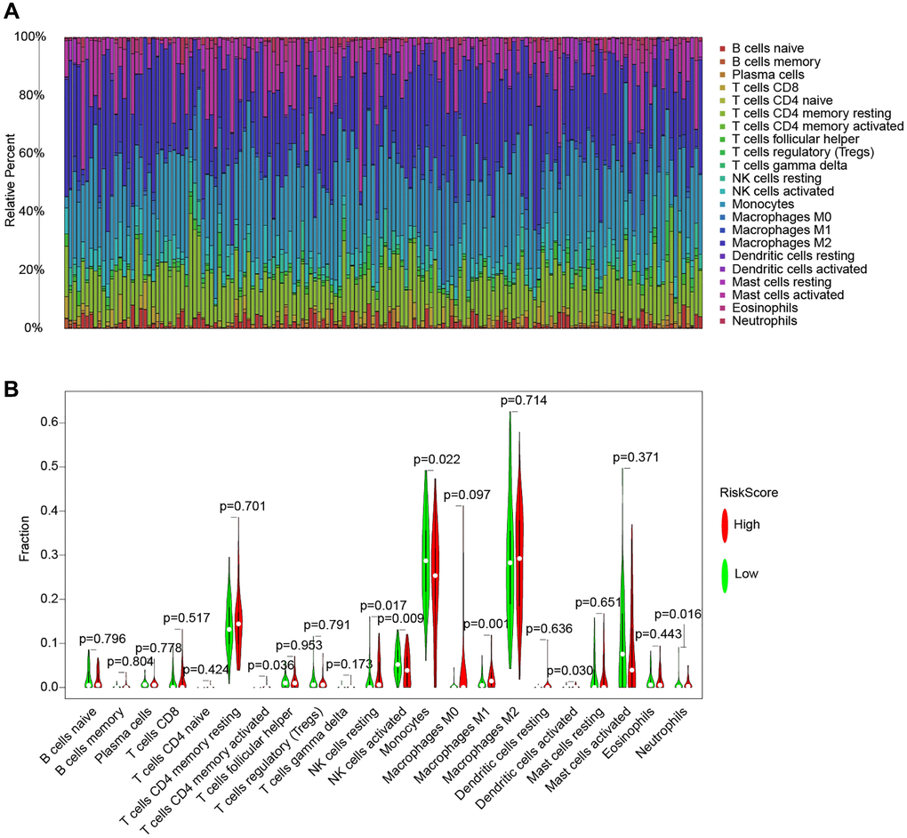 The CIBERSORT method for immune cell and risk model analysis. (A) A histogram of the percentage of 22 immune cell species in TCGA samples. (B) Violin plot of the percentage of immune cells in the sample.