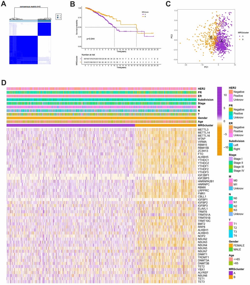 (A) Consensus matrix heatmap defining A and B MRG clusters (k = 2). (B) Kaplan-Meier curves indicated a shorter OS in patients with MRG cluster A than that in patients with MRG cluster B. P-values calculated by log-rank test. (C) The principal component analysis of A and B MRG clusters. (D) Heatmap of the clinical features and MRGs expression levels between the two MRG clusters. Colors from orange to purple indicate the trend of MRGs expression levels from low to high.