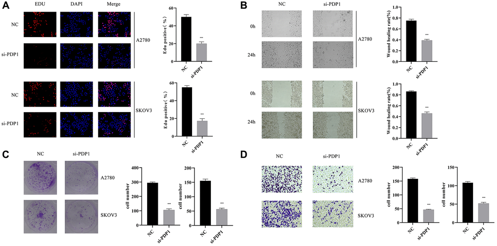 The impact of PDP1 knockdown on proliferation, invasion, and migration was investigated in two cell lines, SKOV3 and A2780. (A) EdU assay revealed a reduced number of proliferating cells in the si-PDP1 group compared to controls. (B) Wound-Healing assay demonstrated a decreased migration ability of cells in the si-PDP1 group. (C) Colony formation assay showed a reduced number of cell colonies formed in the si-PDP1 group. (D) Transwell assay indicated a decreased invasion ability of cells in the si-PDP1 group.