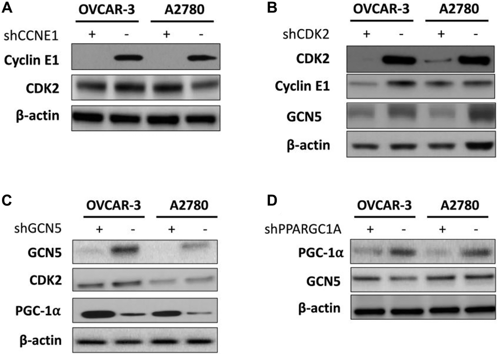 Shown are hierarchy of regulation demonstrating impact of (A) silencing of CCNE1 on CDK2; (B) silencing of CDK2 on Cyclin E1 and GCN5; (C) silencing of GNG5 on CDK2 and PGC-1α; and (D) silencing of PGC-1α onGCN5.