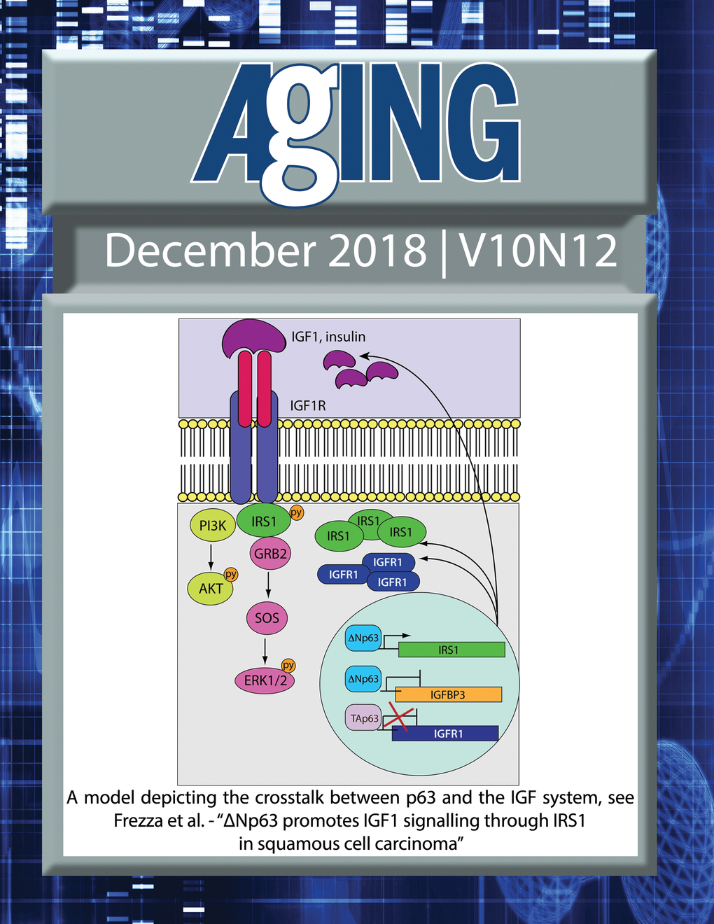 The cover for issue 12 of Aging features Figure 5 "A model depicting the crosstalk between p63 and the IGF system" from Frezza et al.