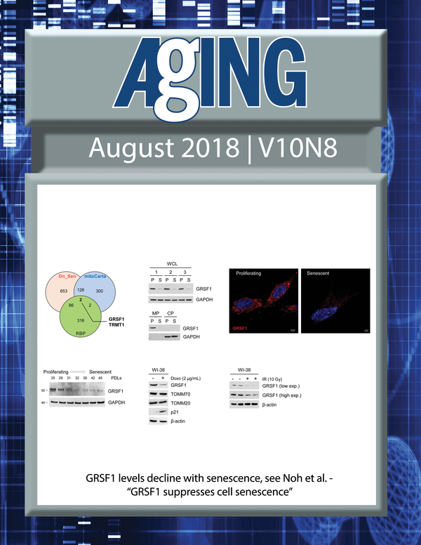 The cover for issue 8 of Aging features Figure 1 "GRSF1 levels decline with senescence" from Noh et al.