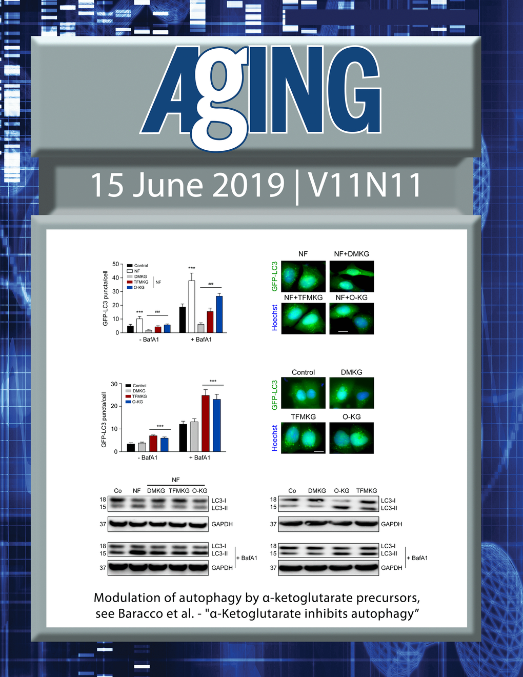 The cover features Figure 2 "Modulation of autophagy by α-ketoglutarate precursors" from Baracco et al.