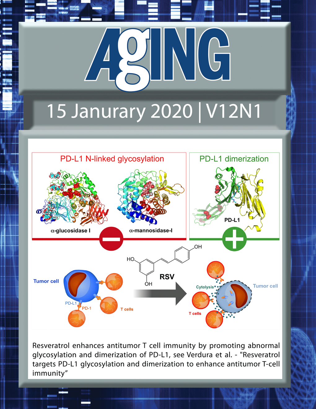 The cover features Figure 9 "Resveratrol enhances antitumor T cell immunity by promoting abnormal glycosylation and dimerization of PD-L1. “ from Verdura et al.