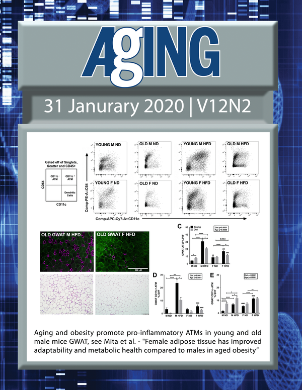  The cover features Figure 2 "Aging and obesity promote pro-inflammatory ATMs in young and old male mice GWAT“ from Mita et al.