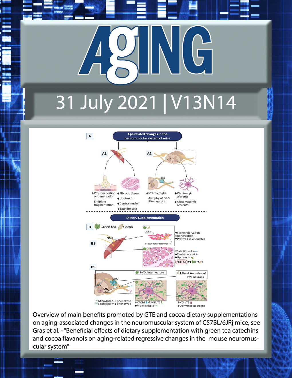 The cover features Figure 10 " Overview of main benefits promoted by GTE and cocoa dietary supplementations on aging-associated changes in the neuromuscular system of C57BL/6JRj mice“ from Gras et al.