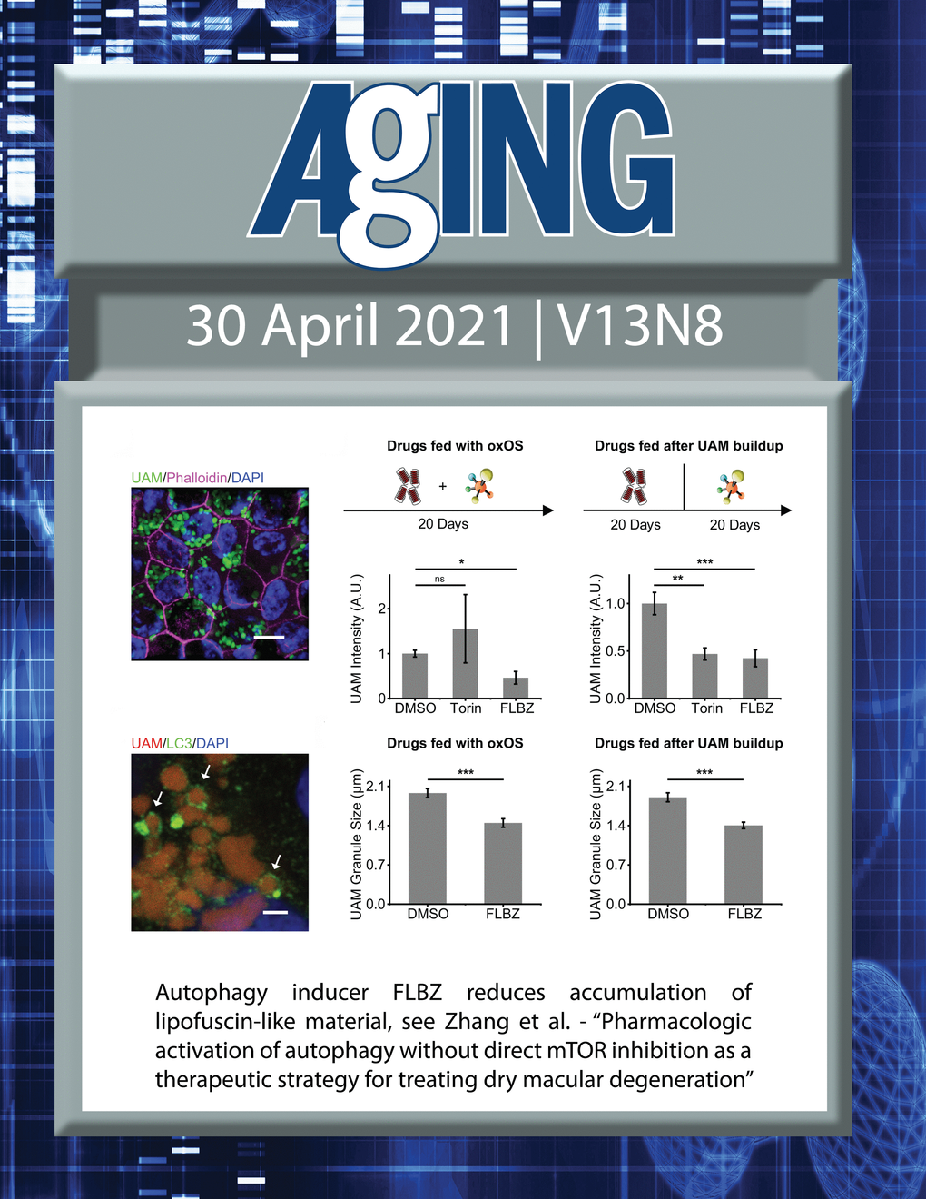 The cover features Figure 4 "Autophagy inducer FLBZ reduces accumulation of lipofuscin-like material“ from Zhang et al.