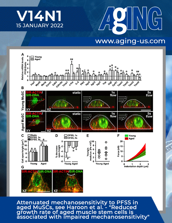 The cover features Figure 7 "Attenuated mechanosensitivity to PFSS in aged MuSCs" from Haroon et al.