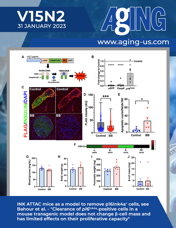 The cover features Figure 1 "INK ATTAC mice as a model to remove p16Ink4a+&nbsp;cells" from Bahour et al.