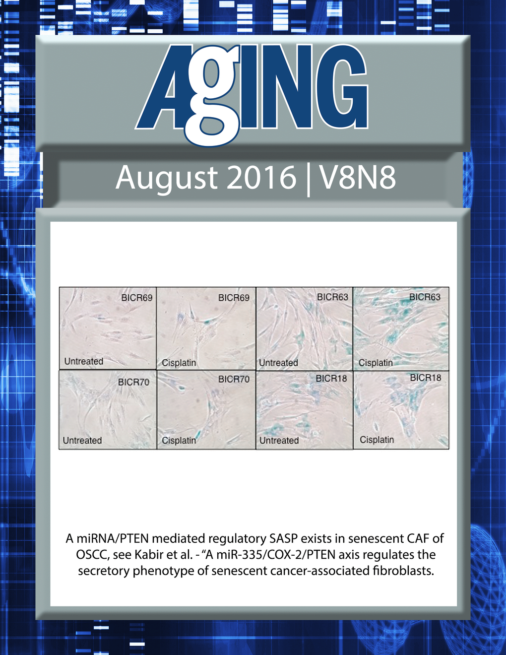 The cover for issue 8 of Aging features Figure 6, 'A miR-335/COX-2/PTEN axis regulates the secretory phenotype of senescent cancer-associated fibroblasts' from Kabir et al.