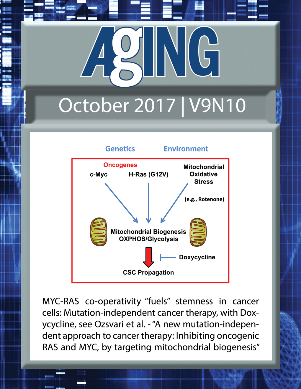 The cover for issue 10 of Aging features Figure 11 "MYC-RAS co-operativity “fuels” stemness in cancer cells: Mutation-independent cancer therapy, with Doxycycline." from Ozsvari et al.